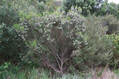 Erica triflora
