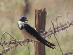 Hirundo albigularis