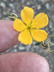 Kallstroemia peninsularis