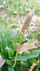Plantago lanceolata