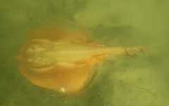 Zanobatus schoenleinii