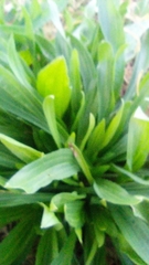 Plantago lanceolata