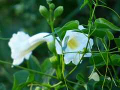 Amphilophium carolinae