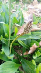 Plantago lanceolata