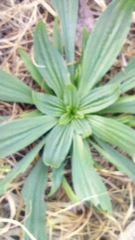 Plantago lanceolata