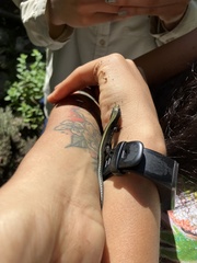 Pholidobolus vertebralis