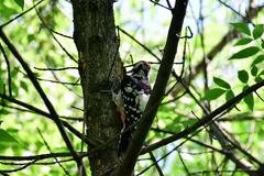 Dendrocopos leucotos