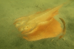 Zanobatus schoenleinii