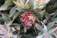 Protea magnifica