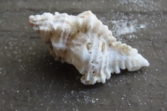 Chicoreus florifer