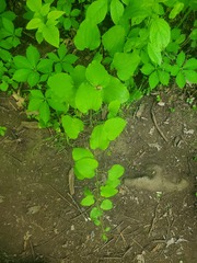 Smilax herbacea