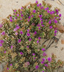 Lampranthus glomeratus