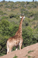 Giraffa camelopardalis