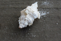 Chicoreus florifer
