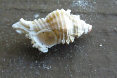 Chicoreus florifer