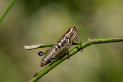 Paraidemona