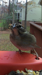 Spizella passerina