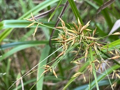 Rhynchospora corymbosa