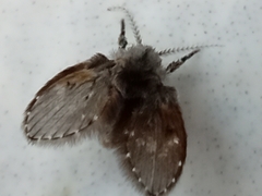 Clogmia albipunctata