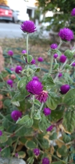 Gomphrena globosa