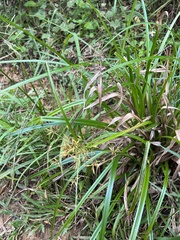 Rhynchospora corymbosa