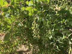 Stegnosperma halimifolium