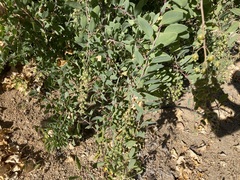 Stegnosperma halimifolium