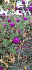 Gomphrena globosa