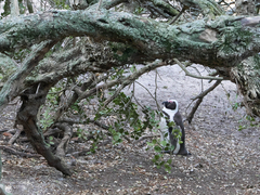 Spheniscus demersus
