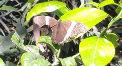 Siproeta epaphus trayja