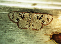 Idaea fervens