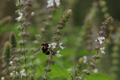 Bombus medius
