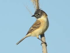 Polystictus pectoralis