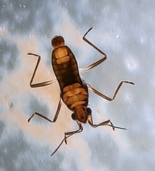 Microvelia albonotata