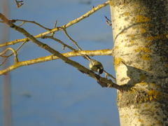 Parus major