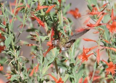 Selasphorus platycercus