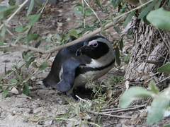 Spheniscus demersus