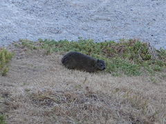 Procavia capensis capensis