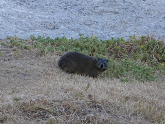 Procavia capensis capensis
