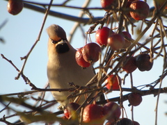 Bombycilla garrulus