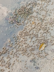 Decapoda