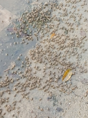 Decapoda