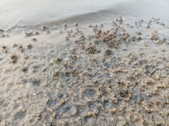 Decapoda