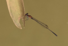 Prodasineura verticalis