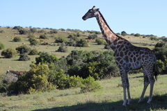 Giraffa camelopardalis