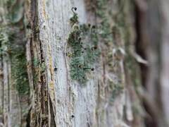 Chaenotheca trichialis