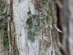 Chaenotheca trichialis