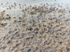 Decapoda