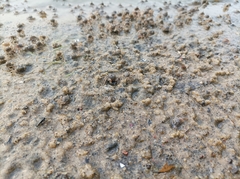 Decapoda
