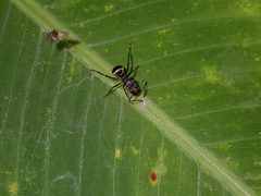 Polyrhachis dives